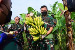 Lanudal Juanda Puspenerbal Panen Perdana Pisang Cavendish Berkualitas Prima