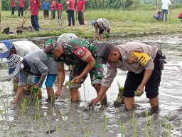 Bersinergi Bersama, Anggota Bhabinkamtibmas dan Babinsa Turun ke Sawah Bantu Petani Tanam Padi