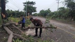 Polisi bersama Tagana dan Masyarakat Bersihkan Pohon Tumbang