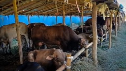 BUKA LAPAK HEWAN KURBAN DI SURABAYA WAJIB DILENGKAPI SKKH DAN REKOMENDASI DKPP