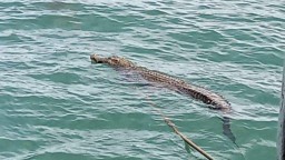 Waspada ! Teror Warga Penampakan Buaya di Pantai Pekon Penyandingan Kelumbayan