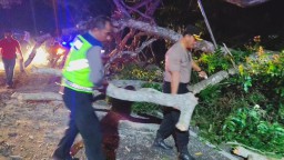 Gercep Kapolsek Gilimanuk Evakuasi Pohon Tumbang di Jalan Raya Denpasar-Gilimanuk