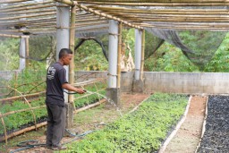 Besok! PLN Resmikan Pengembangan Ekosistem Biomassa di Tasikmalaya
