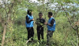 Pengembangan Biomassa PLN di Tasikmalaya
