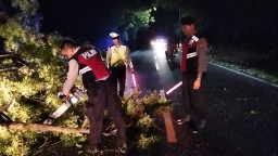 Polsek Gilimanuk Gerak Cepat Evakuasi Pohon Tumbang di Jalan Utama Gilimanuk-Denpasar