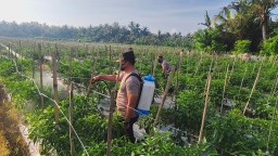 Polsek Kawasan Pelabuhan Gilimanuk Dukung Program 100 Hari Presiden Prabowo Subiyanto Menuju Swasembada Pangan