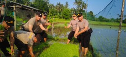 Kembali Eksis, Polsek Kawasan Pelabuhan Gilimanuk Tanam Padi Bersama Masyarakat di Desa Baluk