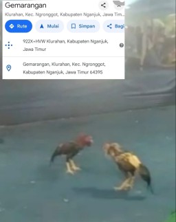 Sempat Dibubarkan Arena Judi Sabung Ayam di Desa Klurahan Nganjuk Kembali Dibuka Untuk Umum