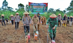 Dukung Ketahanan Pangan Nasional, Polres Tanggamus dan Pemkab Tanam Jagung Serentak di Talang Padang