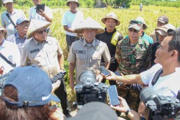 Kodam IX/Udayana Kawal Ketahanan Pangan, Agrinas Serap Gabah Petani Badung