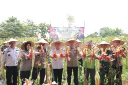 Kapolres Jember Dukung Program Asta Cita Pemerintah dalam Panen Raya Jagung Serentak