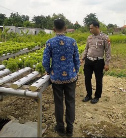 Bhabinkamtibmas Desa Watugolong Tinjau Lahan Hidroponik Selada untuk Ketahanan Pangan Polresta Sidoarjo