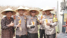 Kapolda Jawa Timur Panen Raya Jagung di Prambon Sidoarjo