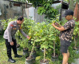 Bhabinkamtibmas Desa Kedungrejo Polsek Waru Cek Perkembangan Tanaman Sayur di Lahan Produktif Fasum Desa