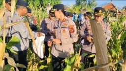 Panen Jagung Perdana di Gilimanuk, Kapolres Jembrana Turun Langsung Dampingi Warga. Simbol Sinergi Wujudkan Ketahanan Pa