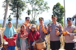 Dipimpin Kabag SDM, Polres Tanggamus Panen 10 Ton Jagung di Pulau Panggung, Tingkatkan Ketahanan Pangan
