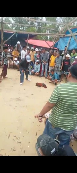 Arena Sabung Ayam di desa,Batoporo Sampang Meresahkan, Curanmor Meningkat