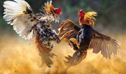 Warga Dampit Malang Resah, Praktik Judi Sabung Ayam Tak Tersentuh Hukum