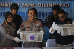 Ratusan Burung Ilegal Gagal Diselundupkan, Truk Diamankan di Pelabuhan Bakauheni