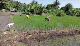 Babinsa Koramil 1622-04/Apui Dukung Swasembada Pangan dengan Pendampingan kepada Petani