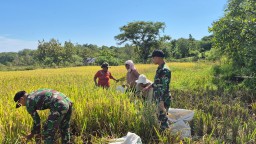 Satgas Yonif 741/GN Pos Asulait Bantu Warga Binaan Panen Padi di Perbatasan