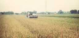 Petani Jati Alun Alun Prambon Sukses Panen Padi, Gabah Terjual Rp 6500/Kilogram