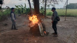 Polisi Datangi Lokasi Judi Sabung Ayam di Krian