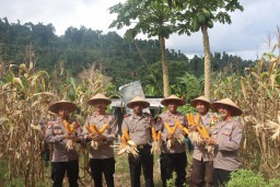 Sebagai Wujud Dukungan Polri Swasembada Pangan, Kapolres Raja Ampat laksanakan Panen Jagung