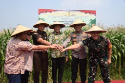 Dukung Swasembada Pangan Nasional 2025, Pemkab Sidoarjo Bantu 300 Ton Benih Jagung