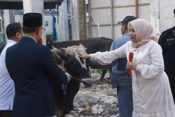 Di Momen Idul Adha 2025 Unitomo Sembelih 13 Sapi Kurban