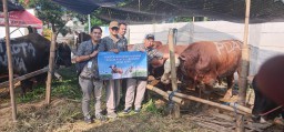 PDAM kota Surabaya Salurkan 14 Sapi Kurban Idul Adha 1446 H, Wujud Kepedulian dan Komitmen Layanan untuk Kota Surabaya