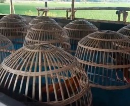 Polsek Sukomoro di Buat Tak Berkutik, Sarang Judi Sabung Ayam di Sukomoro Buka Kembali