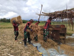 Satgas Pamtas RI-RDTL Yonif 741/GN Bantu Warga Panen Padi, Wujudkan Ketahanan Pangan di Perbatasan