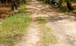 Rumput Tumbuh Subur di atas Aspal  Pekon Bandung Baru Barat yang Belum Lama Selesai Di Kerjakan