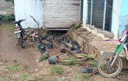 Misteri Pengadaan Bibit Kelapa Nias, Jadi Buah-Bibir Warga Datar Lebuay 