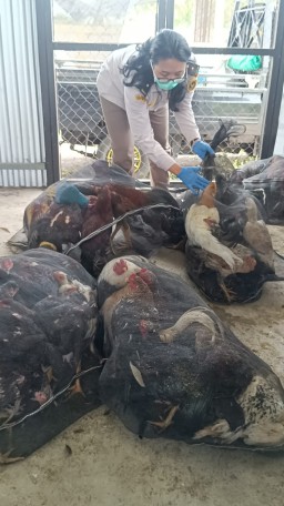Karantina Jawa Timur Gagalkan Pengiriman 40 Ekor Ayam “Bodong” ke Bali 