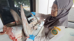 Karantina Jatim Amankan 120 Kg Hiu Segar Yang Wajib Dilindungi  ‎