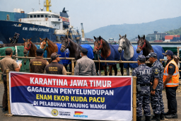 Karantina Jawa Timur Gagalkan Penyelundupan Enam Ekor Kuda Pacu di Pelabuhan Tanjung Wangi