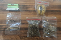Polrestabes Surabaya Ungkap Narkoba Amankan Tersangka Pengedar Ganja