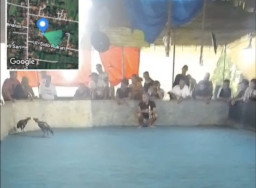 Diduga Kebal Hukum, Arena Sabung Ayam dan Judi Dadu di Jambon Ponorogo Jadi Sorotan Warga