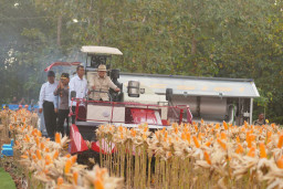 Perkuat Ketahanan Pangan Nasional, Presiden Prabowo Turun Langsung Panen Jagung di Tuban