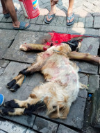 Jaga Sunnah dan Kebersamaan, Redaksi Harian Mata Berita Sembelih Hewan Qurban
