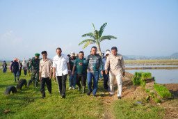 Corporate Farming Jadi Kunci Ketahanan Pangan, Bupati Pringsewu Ajak Petani Pekon Pujodadi Kompak & Inovatif