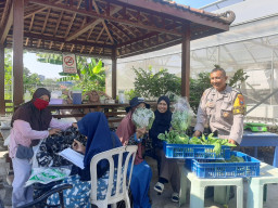 Bhabinkamtibmas Perak Barat Monitoring Ketahanan Pangan dan Panen Hidroponik di KWT Dorang Cinta. 