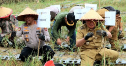 Panen Perdana Bawang Putih di Ulubelu Berhasil, Polres Tanggamus Hasilkan Hingga 5 Ton dari Lahan 700 Meter Persegi