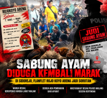 Sabung Ayam Diduga Kembali Marak di Sidorejo, Flanflet Rojo Koyo Arena Jadi Sorotan