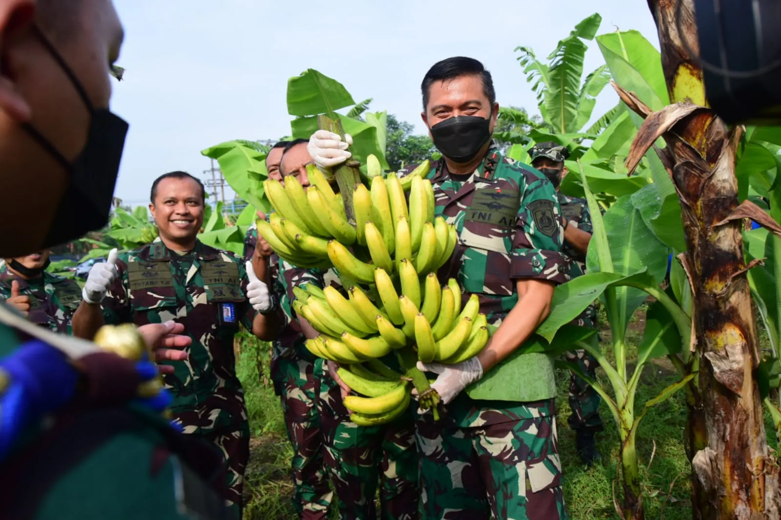 Lanudal Juanda Puspenerbal Panen Perdana Pisang Cavendish Berkualitas Prima