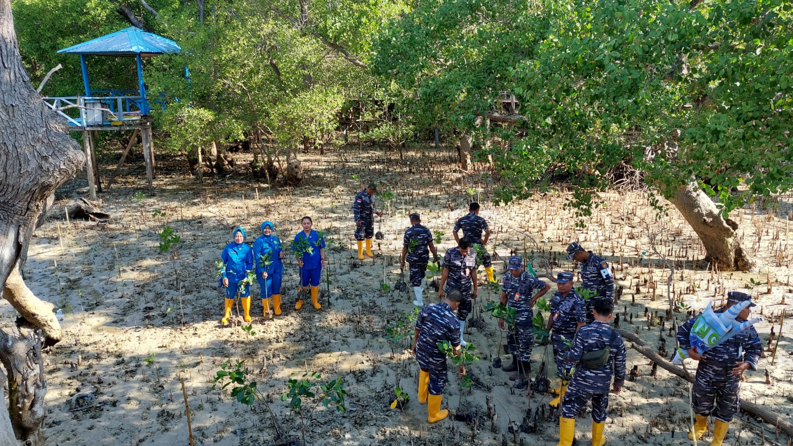 PANGKALAN UDARA ANGKATAN LAUT KUPANG TANAM MANGROVE SERENTAK