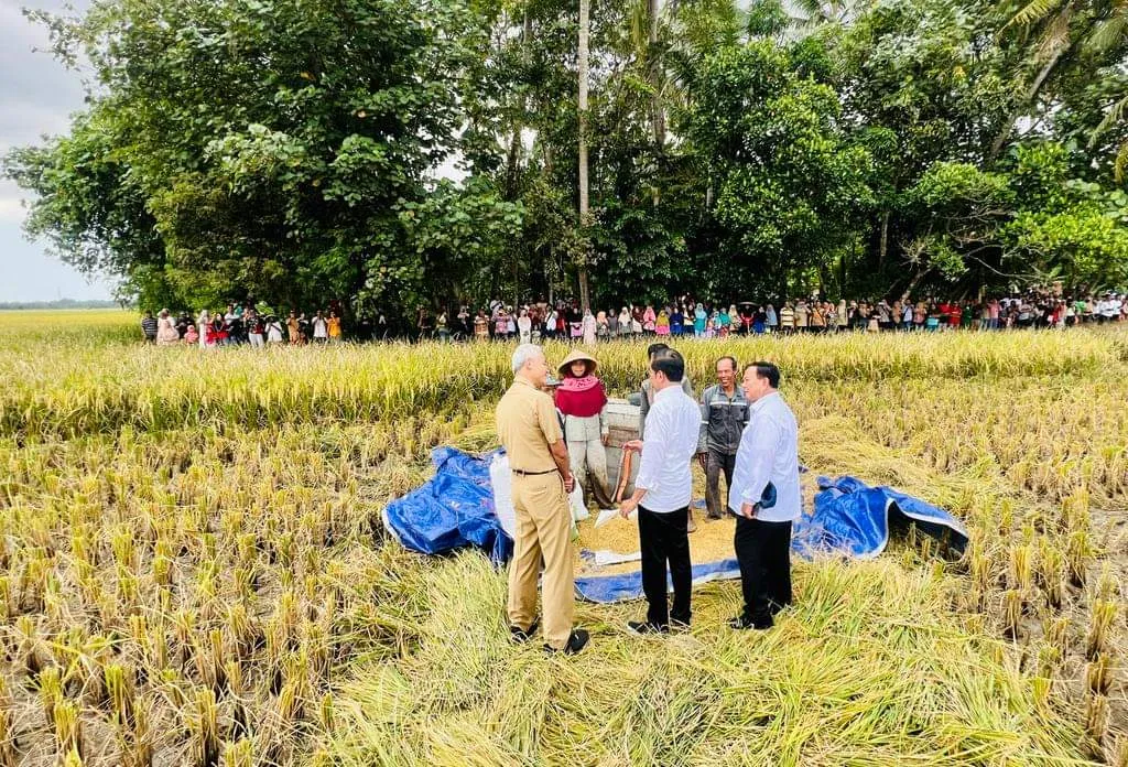 Presiden Minta Bulog Serap Gabah Petani Sebanyaknya Saat Panen Raya
