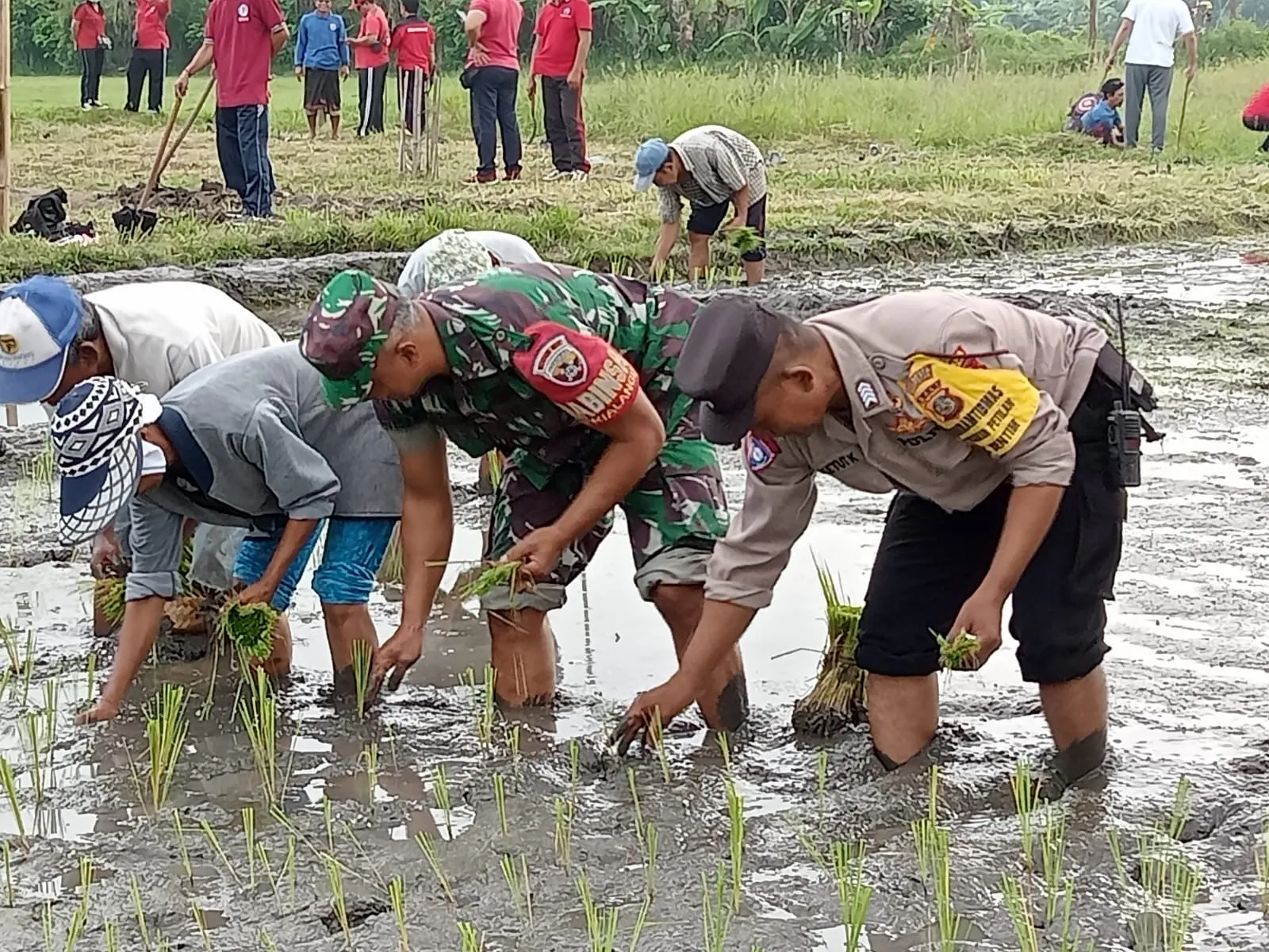Bersinergi Bersama, Anggota Bhabinkamtibmas dan Babinsa Turun ke Sawah Bantu Petani Tanam Padi